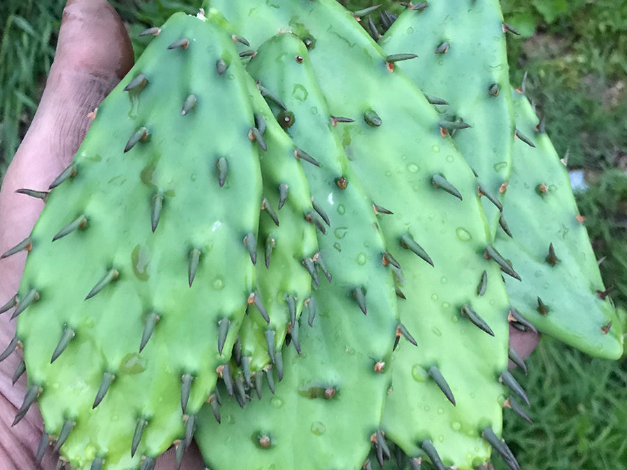 prickly pear cactus leaves Opuntia, Hardy Prickly Pear Cactus – Cricket Hill Garden