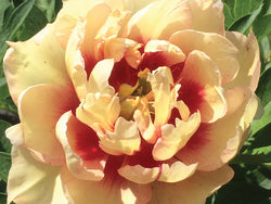 Paeonia, 'Oriental Gold' intersectional 'Itoh' peony