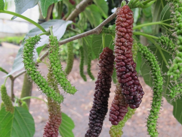 Morus, 'Pakistan' mulberry