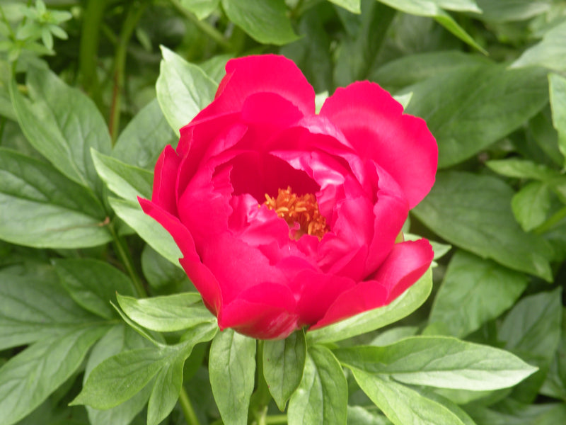 Paeonia, 'Paladin' hybrid herbaceous peony