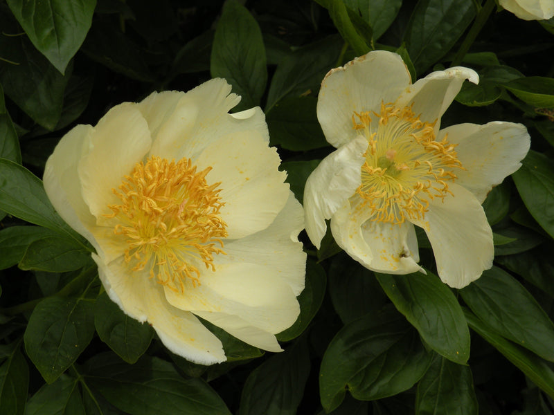 Paeonia, Peony Heaven Pastels seedlings