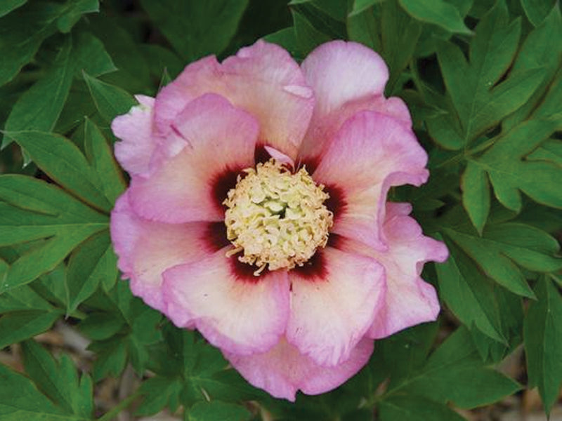 Paeonia, 'Pastel Splendor' intersectional 'Itoh' peony