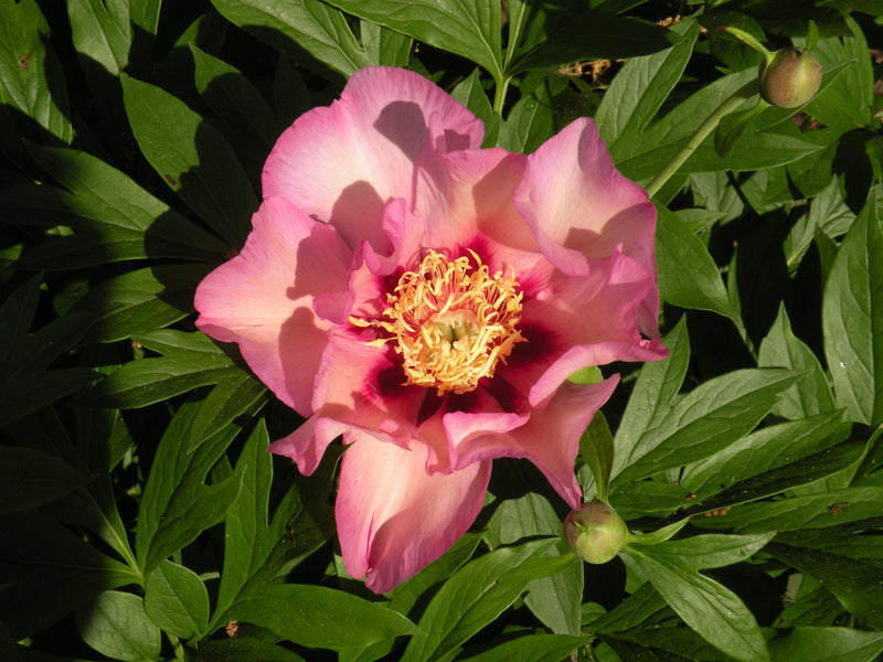 Paeonia, 'Pastel Splendor' intersectional 'Itoh' peony