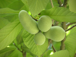 Pawpaw, Asimina triloba seedling