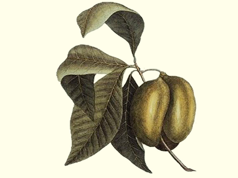 Asimina triloba, 'Rebecca's Gold' pawpaw scion