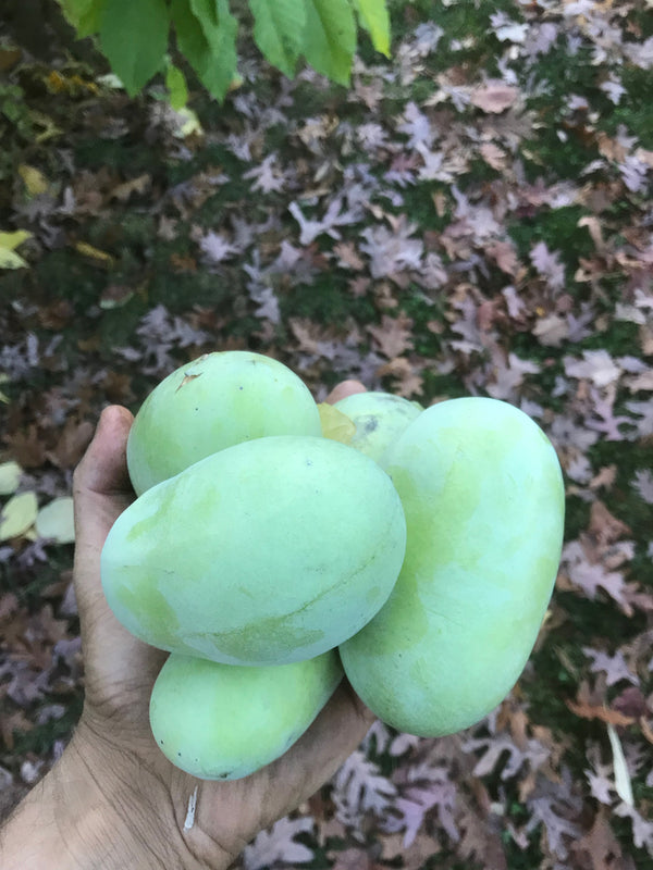 Asimina, Premium pawpaw seedling