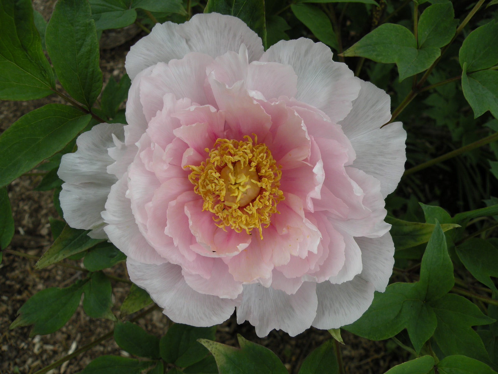 Peony Heaven Luminous Pink | Tree Peony – Cricket Hill Garden