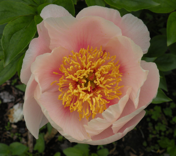 Paeonia 'Peony Heaven Peach' hybrid herbaceous peony