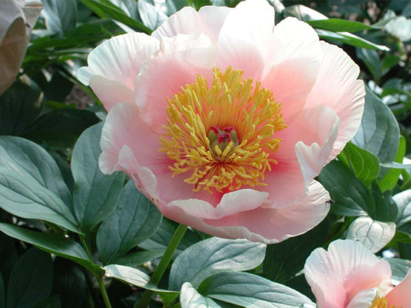 Paeonia 'Peony Heaven Peach' hybrid herbaceous peony