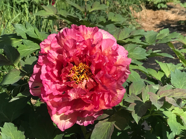 Paeonia, 'Perfection' hybrid tree peony