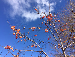 Diospyros virginiana, Persimmon seedling