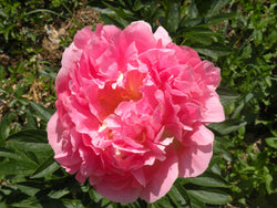 Paeonia, 'Pink Hawaiian Coral' hybrid herbaceous peony PICK UP