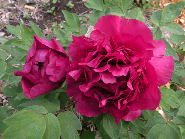 Paeonia rockii, 'Purple Jade Orchid' Chinese rockii tree peony