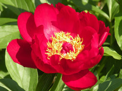 Paeonia, 'Postilion' hybrid herbaceous peony