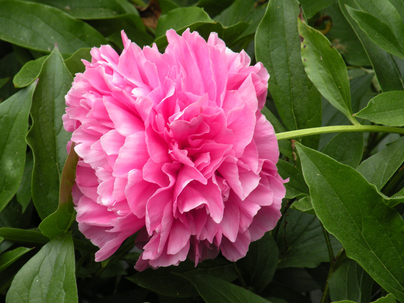 Paeonia lactiflora, 'Pure Red Gold' Chinese herbaceous peony Cricket