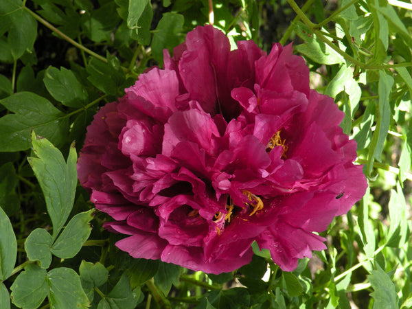 Paeonia rockii, 'Purple Jade Orchid' Chinese rockii tree peony