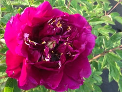 Paeonia, "Purple Tower Inlaid with Gold" Chinese rockii tree peony
