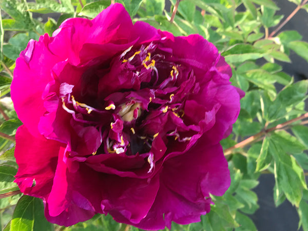 Paeonia, "Purple Tower Inlaid with Gold" Chinese rockii tree peony