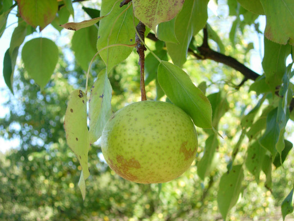 Pyrus, 'Pai Li' asian pear