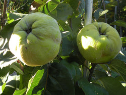 Cydonia oblonga, 'Tekkes' Turkish Quince