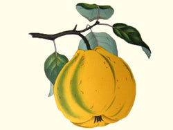 Cydonia oblonga, 'Bereczki' quince scion