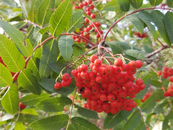 Sorbus, 'Rabina' Mountain Ash