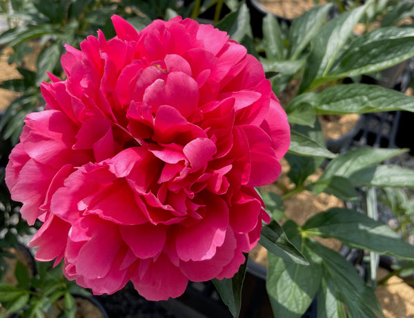 Paeonia, 'Raspberry Charm' hybrid herbaceous peony