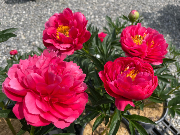 Paeonia, 'Raspberry Charm' hybrid herbaceous peony