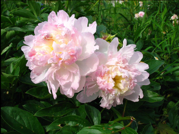 Paeonia, 'Raspberry Sundae' herbaceous peony PICK UP