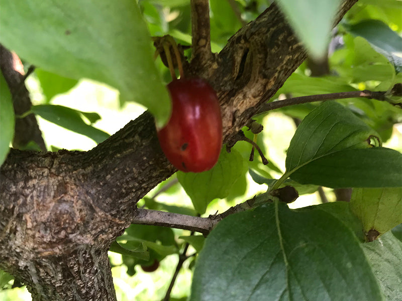 Cornus, 'Red Dawn' Cornelian Cherry