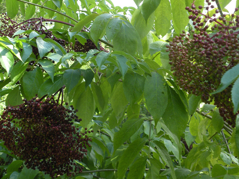 Elderberry, 'Nova' American