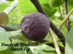 Ficus, 'Ronde de Bordeaux' French fig