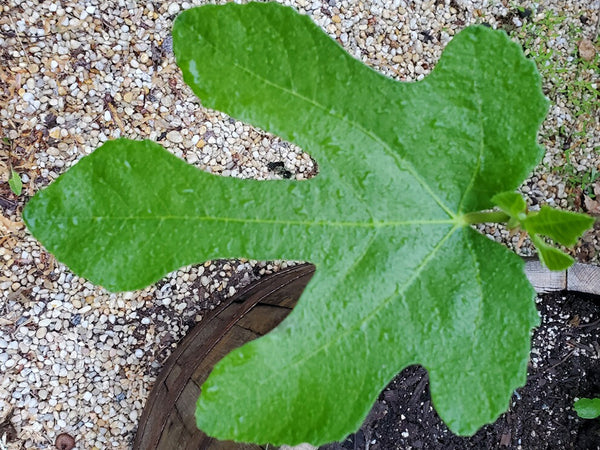 Ficus, 'Ronde de Bordeaux' French fig