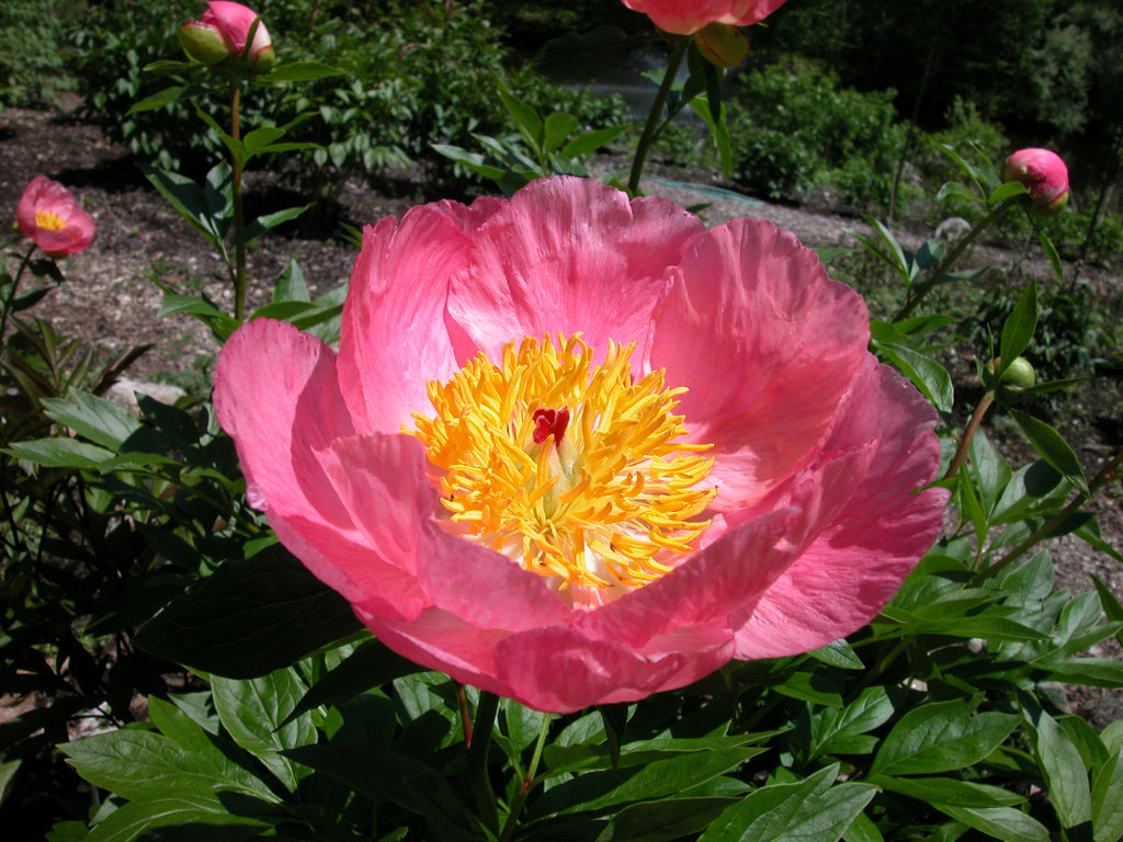 pappelina パイピングクッション　ペールローズ　Ray PaleRose Roselette | Hybrid Herbaceous Peony, Pesticide-Free – Cricket Hill