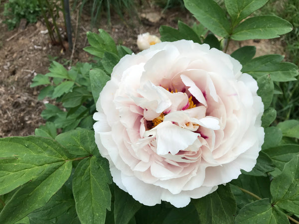Paeonia rockii, Rosy Cheeks, Chinese rockii tree peony