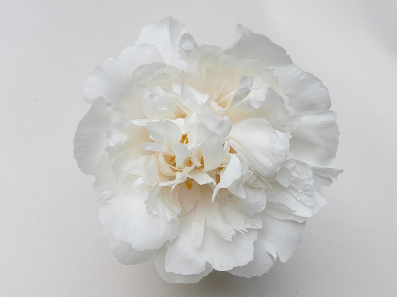Paeonia lactiflora,'Gold Dusted Snowy Mountain' Chinese herbaceous peony