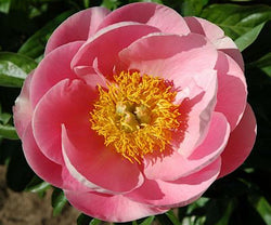 Paeonia, 'Salmon Dream' hybrid herbaceous peony