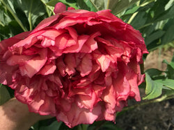 Paeonia, 'Satin Rouge' hybrid tree peony