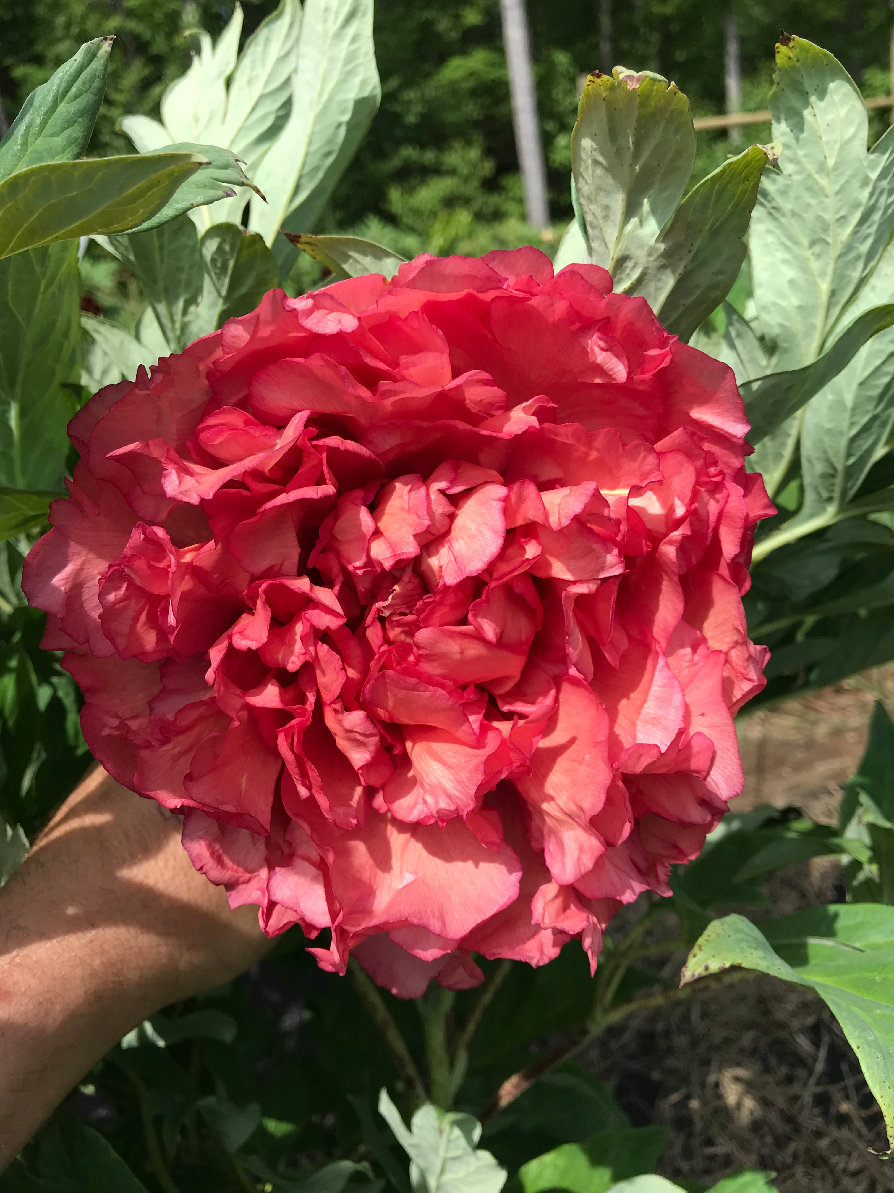 Paeonia, 'Satin Rouge' hybrid tree peony – Cricket Hill Garden