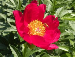 Paeonia, 'Scarlet O'Hara' hybrid herbaceous peony