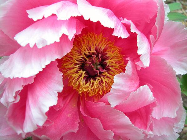 Paeonia suffruticosa, 'Seven Gods of Good Fortune' Japanese tree peony