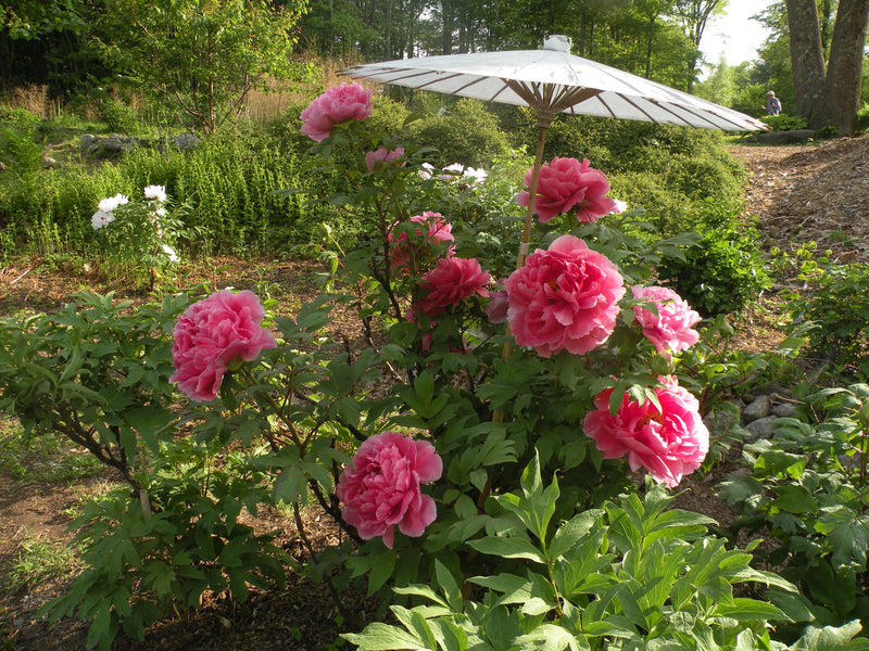 Paeonia suffruticosa, 'Seven Gods of Good Fortune' Japanese tree peony