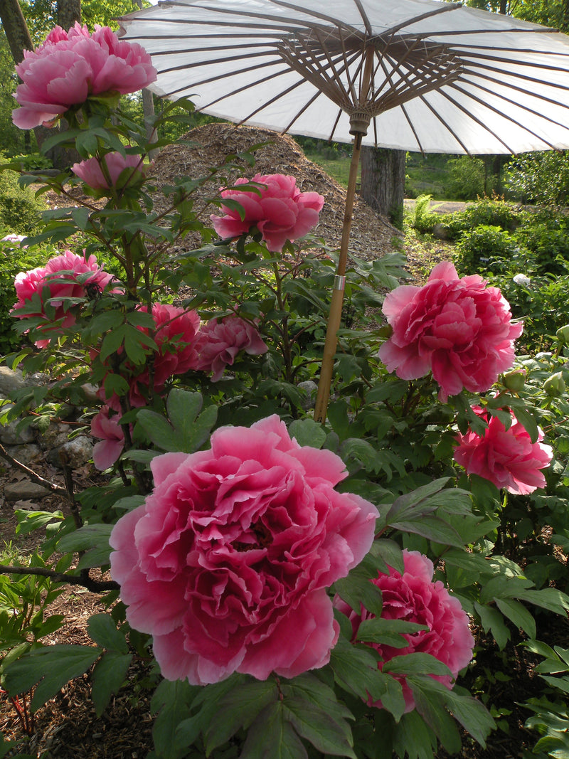 Paeonia suffruticosa, 'Seven Gods of Good Fortune' Japanese tree peony
