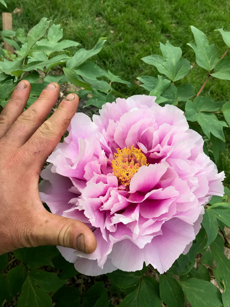 Paeonia suffruticosa, 'Shimane Wisteria' Japanese tree peony