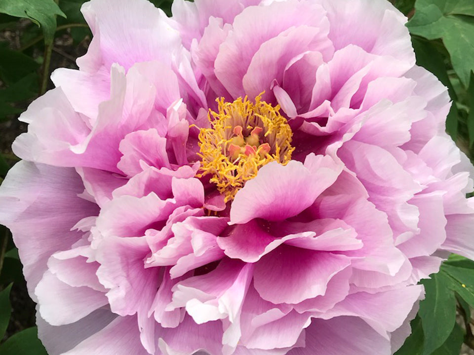 Shimane Wisteria | Pink Japanese Tree Peony – Cricket Hill Garden