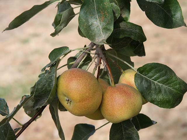 Sorbopyrus, 'Shipova' ancient pear hybrid