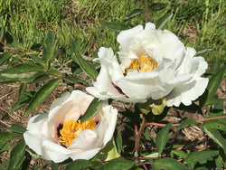 Paeonia rockii, 'Snow Lotus on Icy Mountain' Chinese rockii tree peony