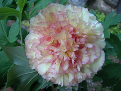 Paeonia, 'Souvenir de Maxime Cornu' hybrid tree peony