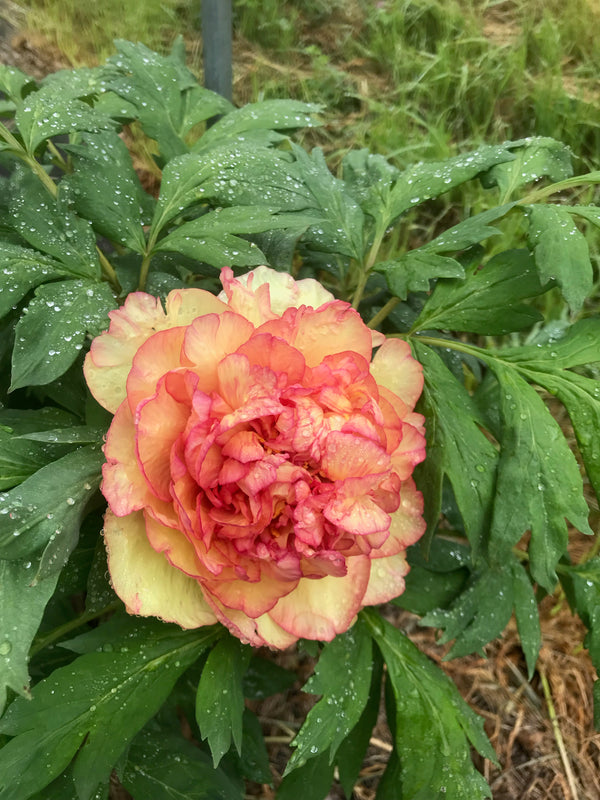 Paeonia, 'Southern Beauty' hybrid tree peony