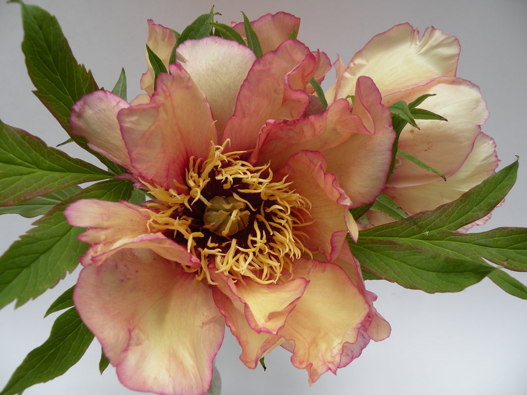 ★ティン・シャオ・カン　楽園の花　　Flower of Paradise【真作】 Spring Carnival | American Tree Peony, Pesticide-Free – Cricket